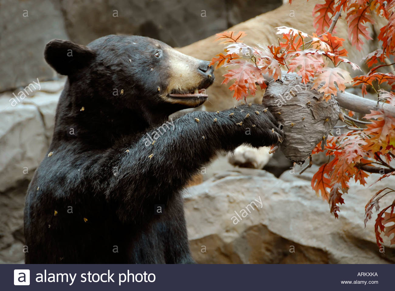 Pollinators–Part II: Bees – cottonwoodcreekfarm.net